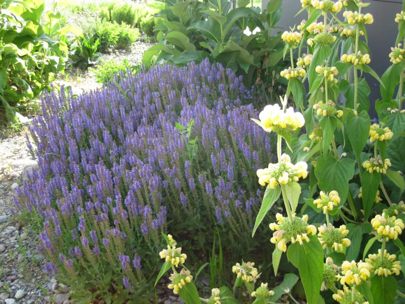 Kiesgarten bepflanzt Phlomis